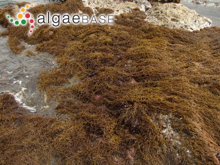 Sargassum fusiforme (Harvey) Setchell