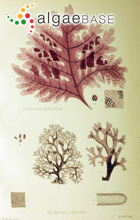 Delesseria quercifolia Bory