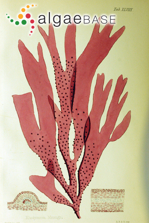 Sarcodia montagneana (Hooker f. & Harvey) J.Agardh