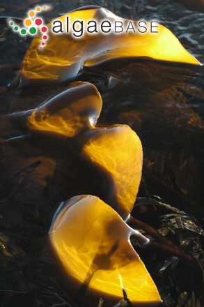 Laminaria hyperborea (Gunnerus) Foslie