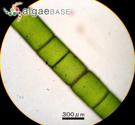 Chaetomorpha vieillardii (Kützing) M.J.Wynne