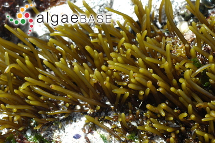 Brassicophycus sisymbrioides (Kützing) Molinari & Guiry