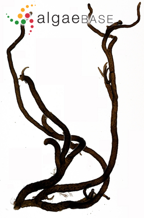 Nemalion elminthoides (Velley) Batters