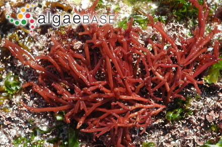Scinaia salicornioides (Kützing) J.Agardh