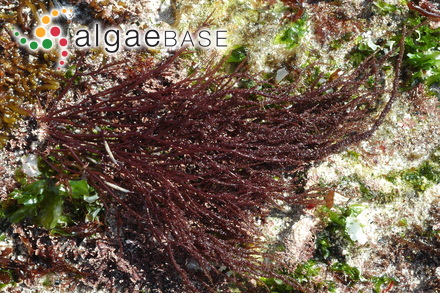 Hypnea spicifera (Suhr) Harvey