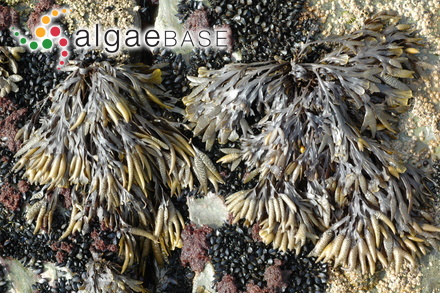 Fucus vesiculosus var. linearis (Hudson) Kützing