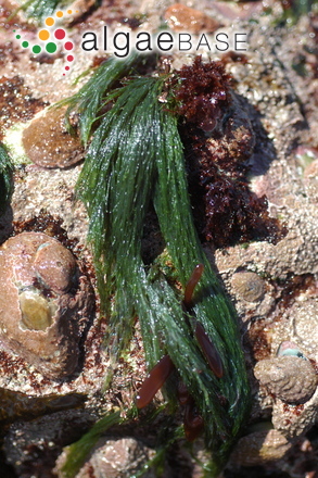 Cladophora capensis (C.Agardh) De Toni