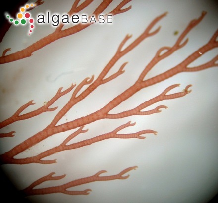 Campylaephora kondoi (Yendo) Barros-Barreto & Maggs