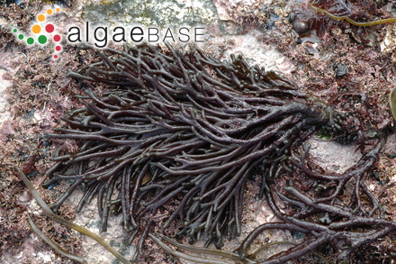 Codium vermilara (Olivi) Delle Chiaje