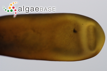 Halosaccion glandiforme (S.G.Gmelin) Ruprecht