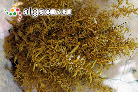 Sargassum elegans Suhr