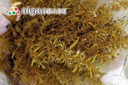 Sargassum elegans Suhr