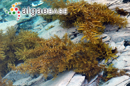 Sargassum elegans Suhr