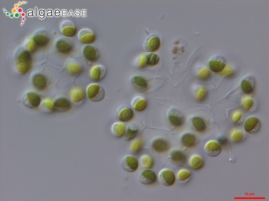 Hindakia tetrachotoma (Printz) C.Bock, Pröschold & Krienitz