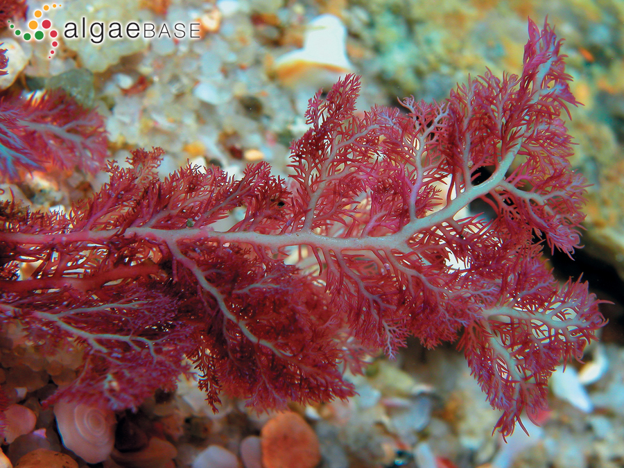 Plocamium beckeri F.Schmitz ex Simons