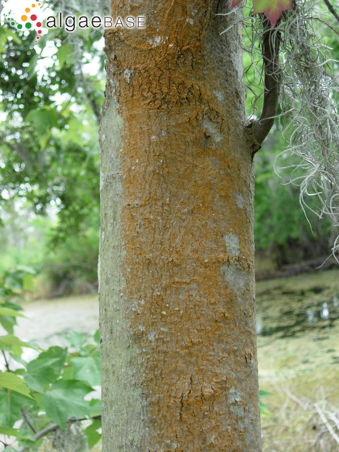 Trentepohlia umbrina (Kützing) Bornet