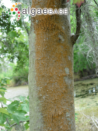 Trentepohlia umbrina (Kützing) Bornet