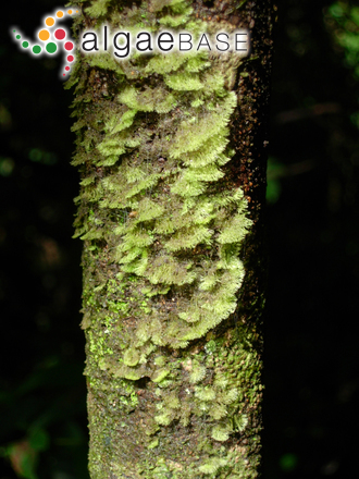 Trentepohlia arborum (C.Agardh) Hariot