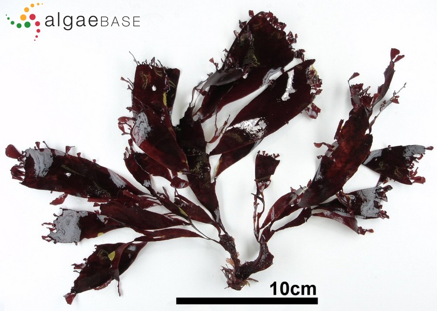 Grateloupia schmitziana (Okamura) S.Kawaguchi & H.W.Wang