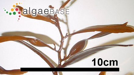 Sargassum ringgoldianum Harvey