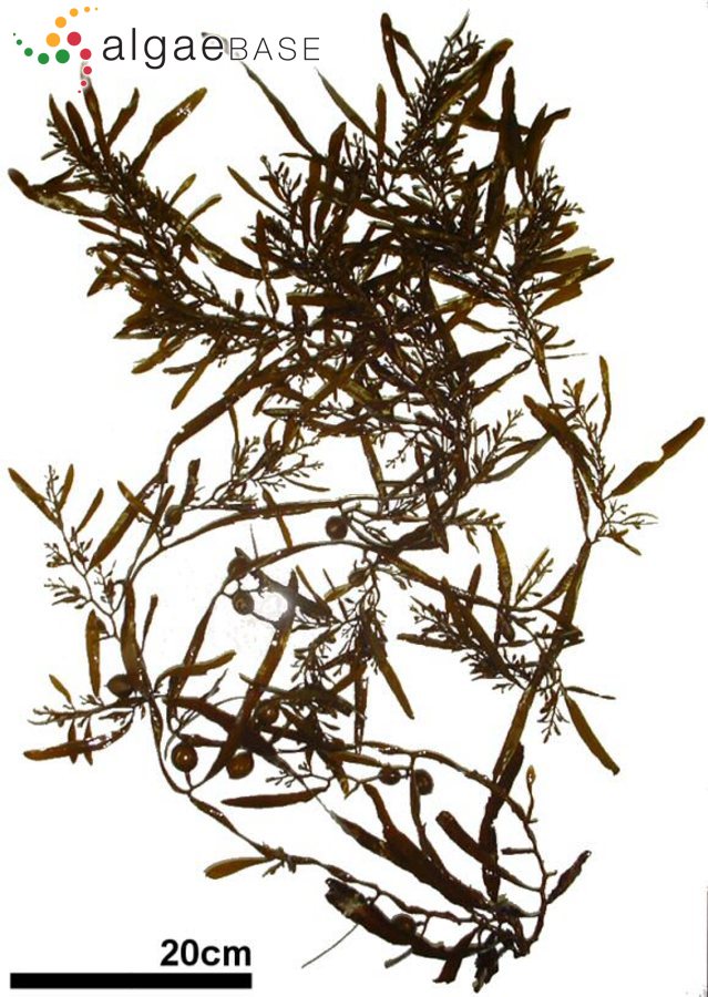 Sargassum ringgoldianum Harvey