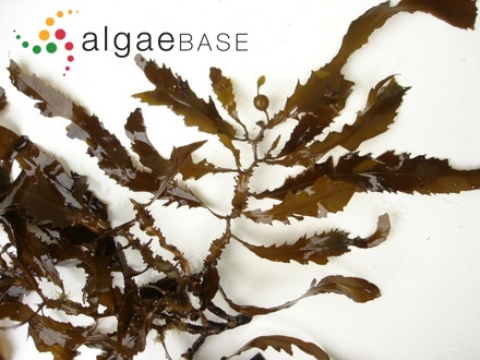 Sargassum giganteifolium Yamada