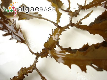 Sargassum giganteifolium Yamada