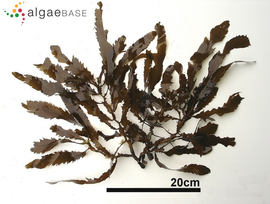 Sargassum giganteifolium Yamada