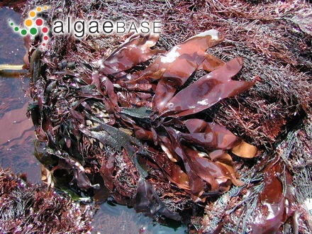 Chondrus giganteus Yendo