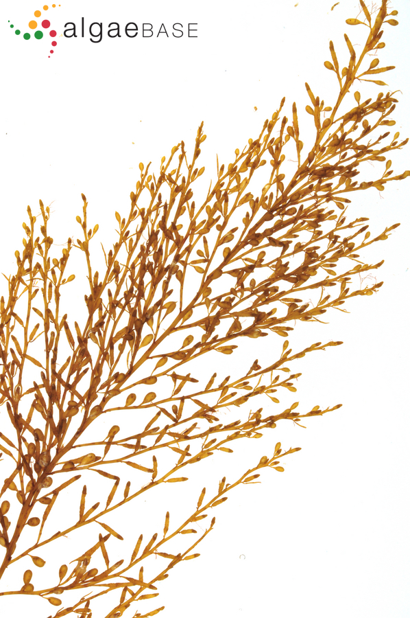 Sargassum muticum (Yendo) Fensholt