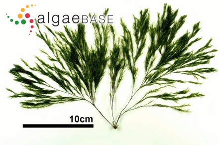 Lychaete japonica (Yamada) M.J.Wynne