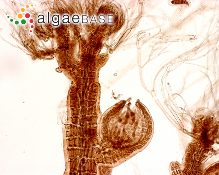 Polysiphonia opaca (C.Agardh) Moris & De Notaris