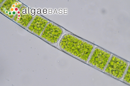 Urospora penicilliformis (Roth) Areschoug