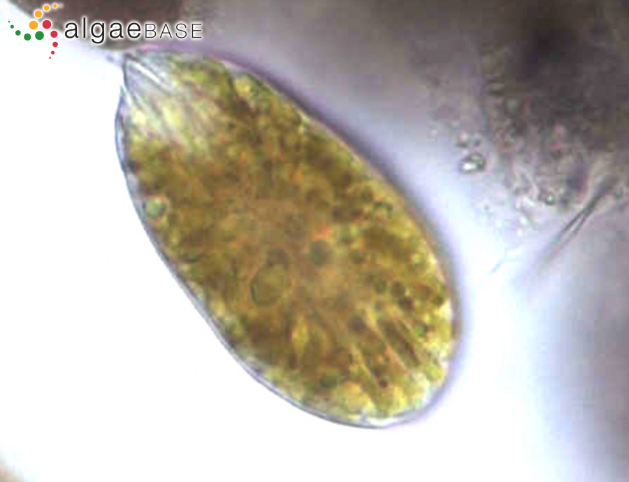 Ostreopsis ovata Y.Fukuyo
