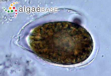 Ostreopsis ovata Y.Fukuyo