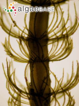 Cladostephus spongiosus (Hudson) C.Agardh