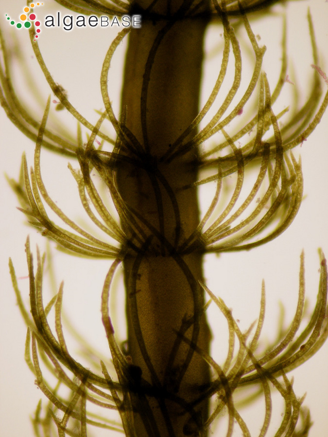 Cladostephus spongiosus (Hudson) C.Agardh