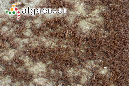 Gloiocladia furcata (C.Agardh) J.Agardh