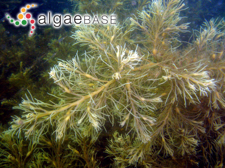 Gongolaria baccata (S.G.Gmelin) Molinari & Guiry