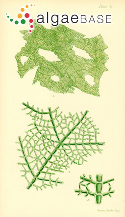 Microdictyon umbilicatum (Velley) Zanardini