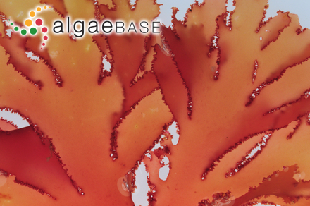 Metacallophyllis laciniata (Hudson) A.Vergés & L.Le Gall