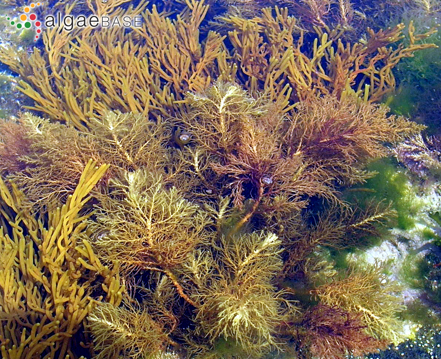 Cystoseira humilis var. myriophylloides (Sauvageau) J.H.Price & D.M.John