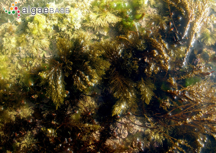 Cystoseira humilis var. myriophylloides (Sauvageau) J.H.Price & D.M.John