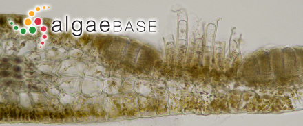 Dictyopteris polypodioides (De Candolle) J.V.Lamouroux