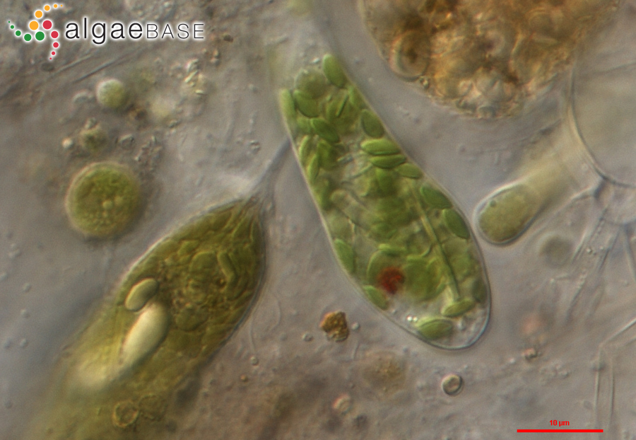 Euglena gracilis G.A.Klebs