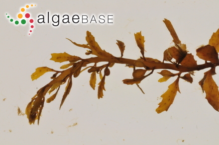 Sargassum muticum (Yendo) Fensholt