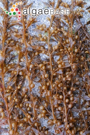 Sargassum muticum (Yendo) Fensholt