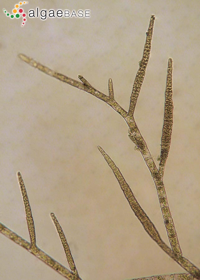 Ectocarpus siliculosus (Dillwyn) Lyngbye