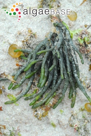 Codium vermilara (Olivi) Delle Chiaje