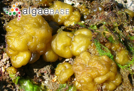 Leathesia marina (Lyngbye) Decaisne